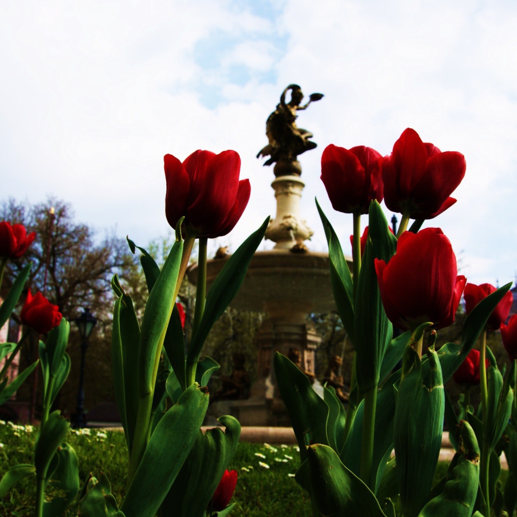 Тюльпаны