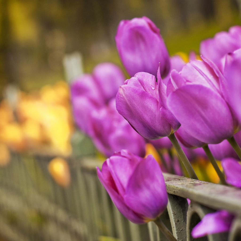 Тюльпаны вдоль забора