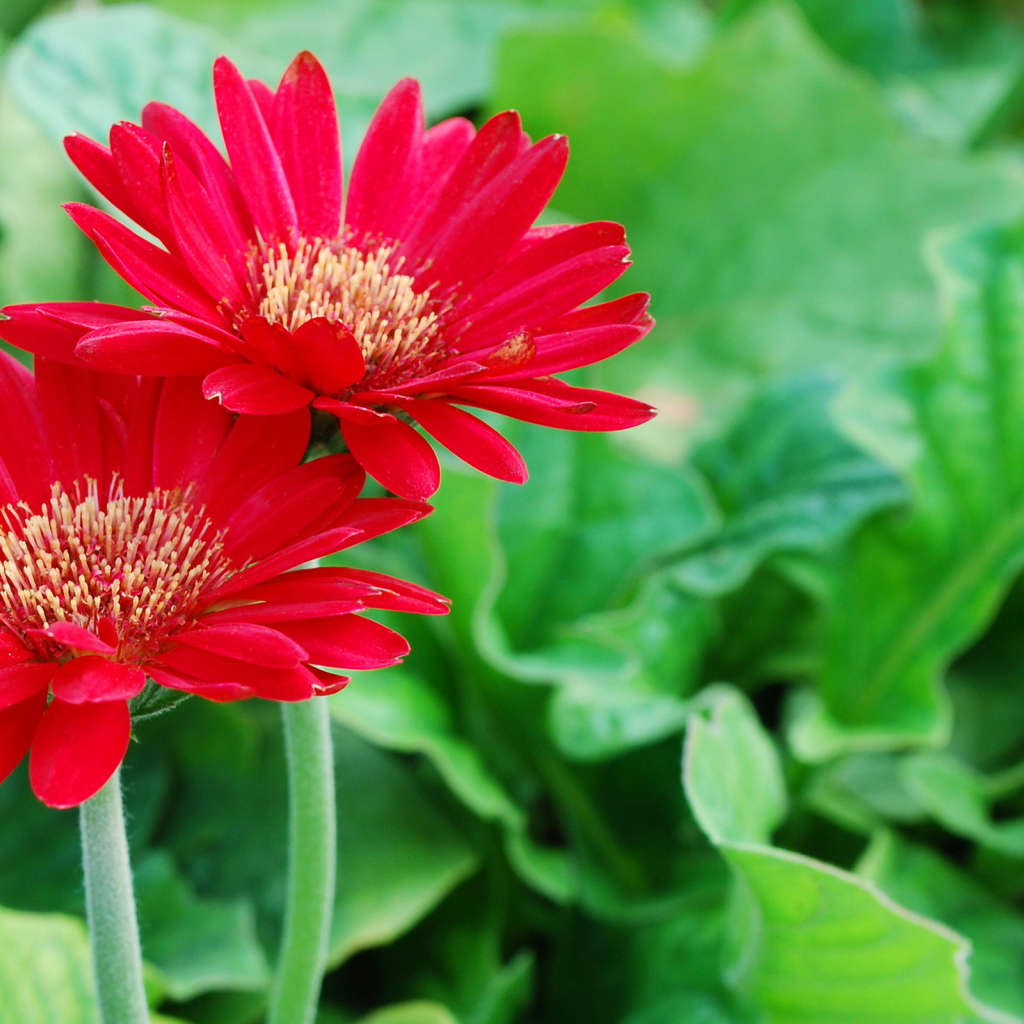 Два ярких цветка