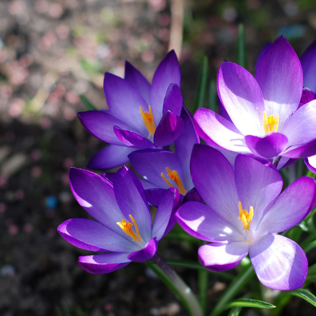 Фиолетовые крокусы