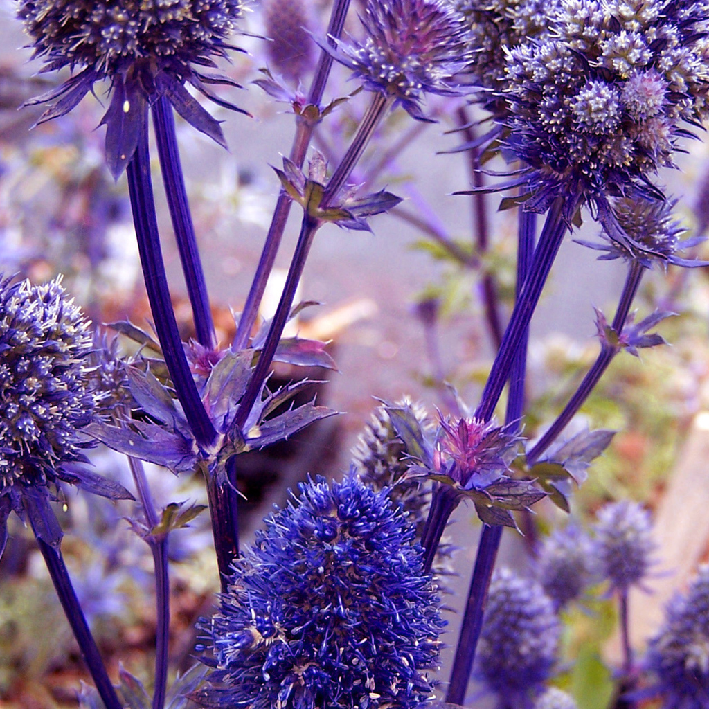 Фиолетовые колючки