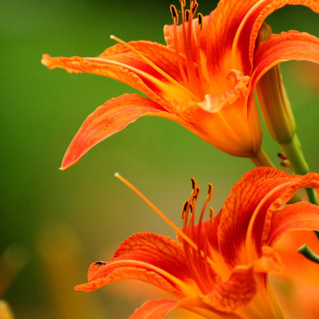 Яркие лилии