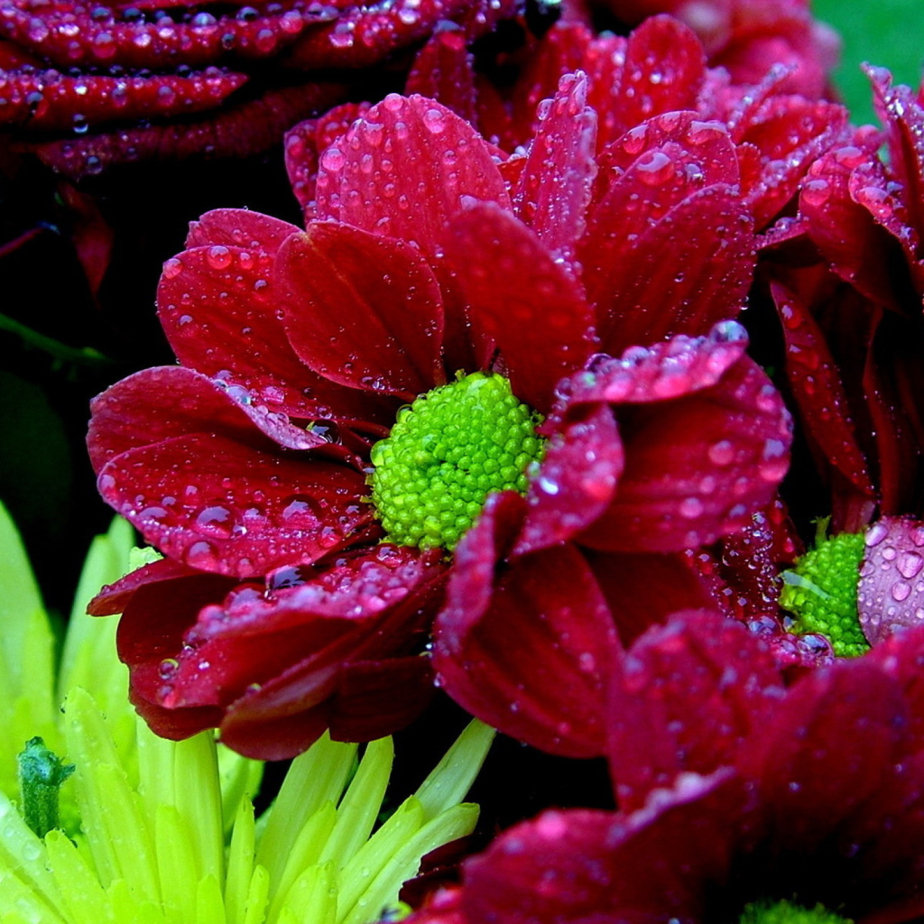 Мокрый букет