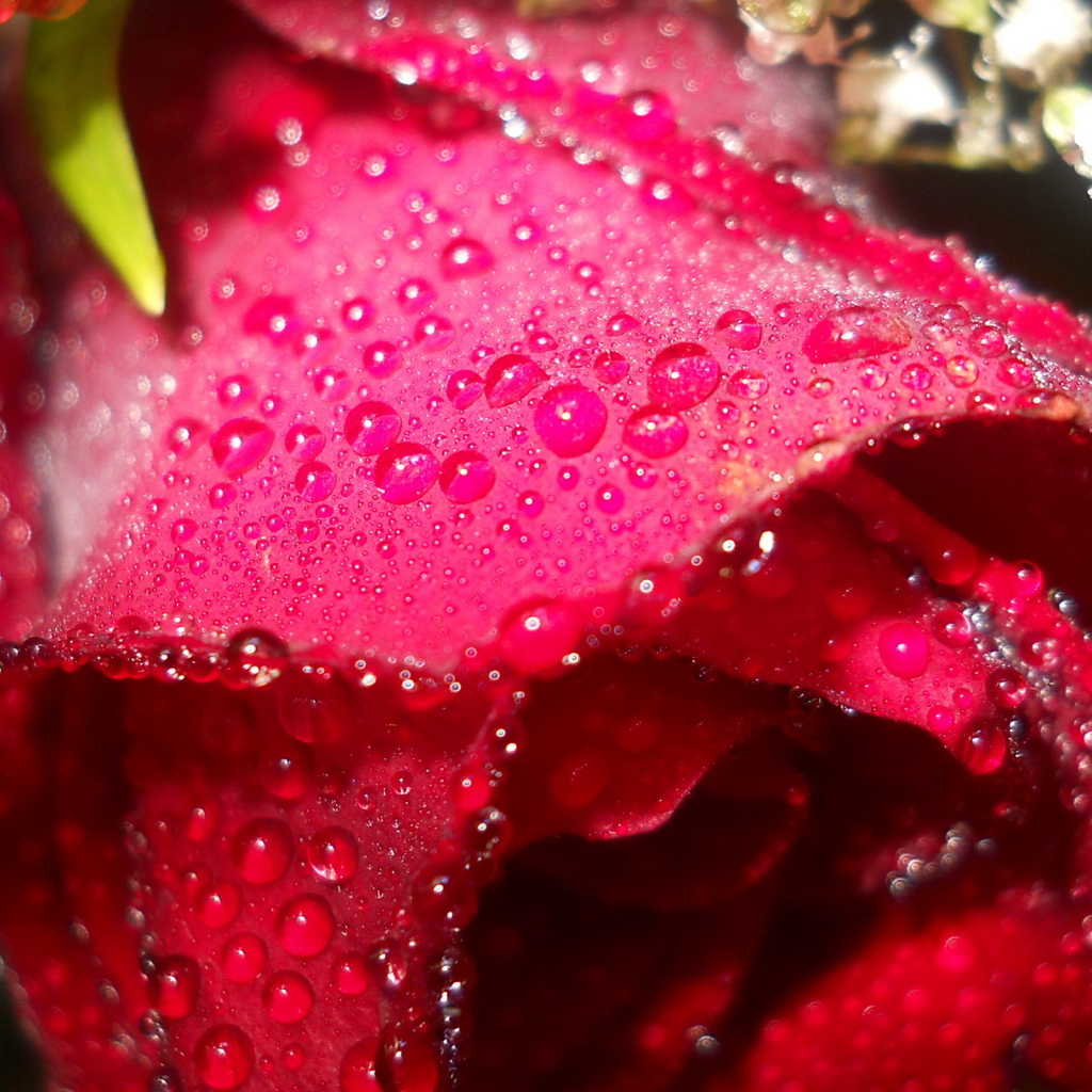 Мокрая алая роза