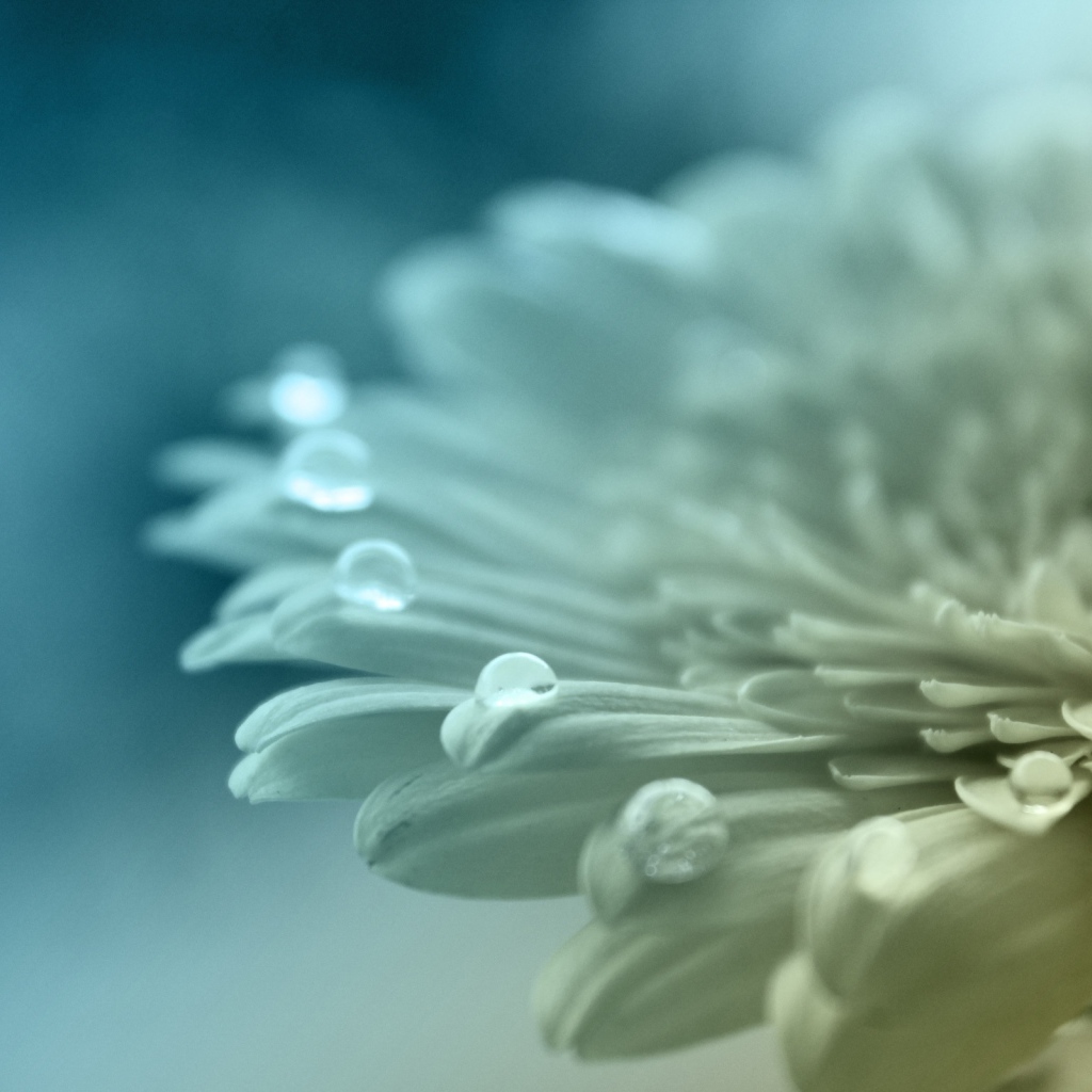 Белый цветок