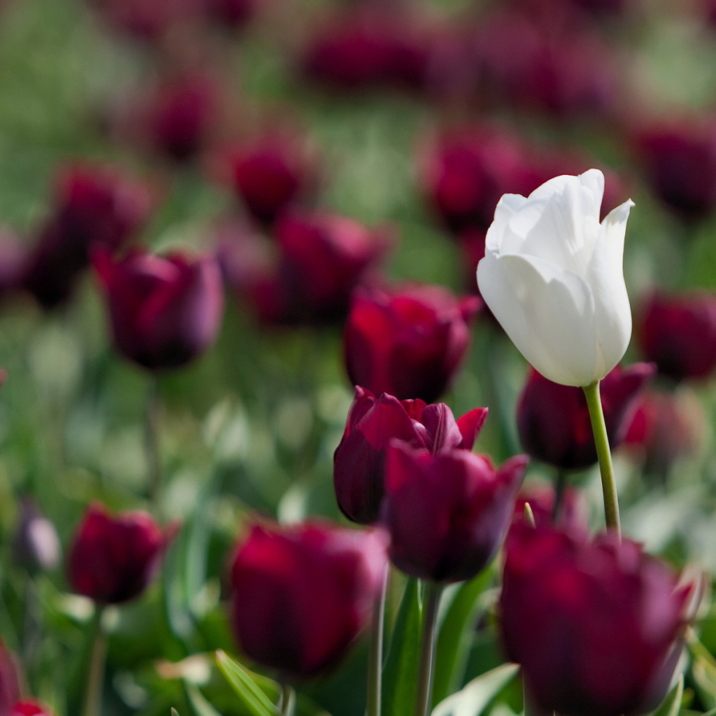 Белый и красный тюльпаны