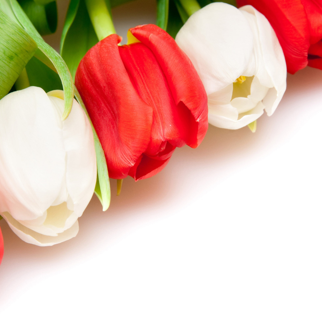 Белые и красные тюльпаны