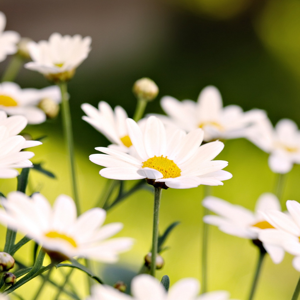 Белые ромашки