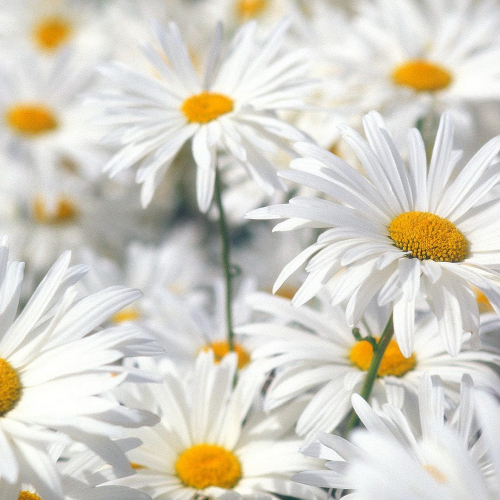 Белые ромашки