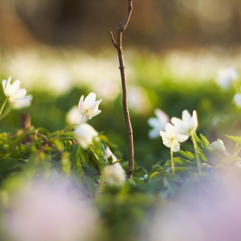 Белые цветочки