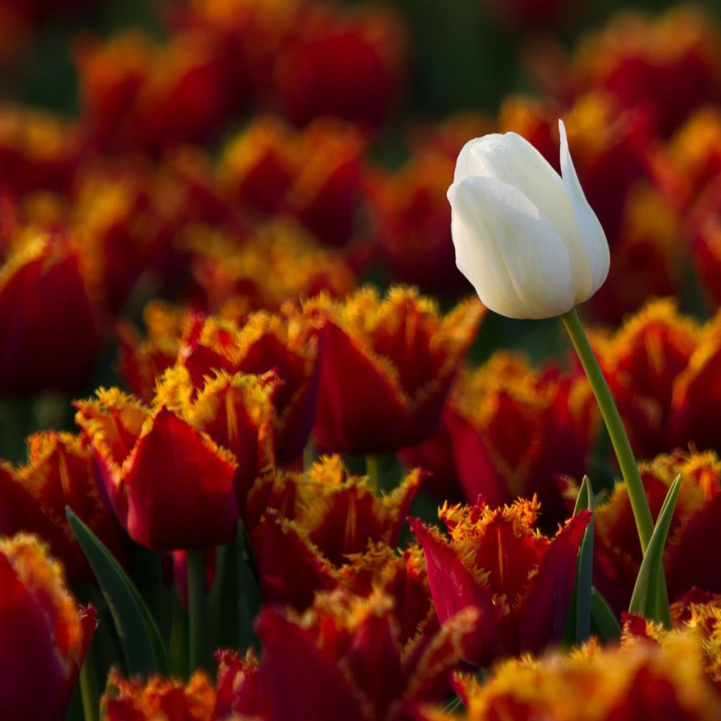 Белый тюльпан