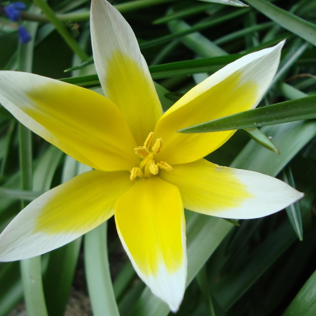 Желто-белая звездочка