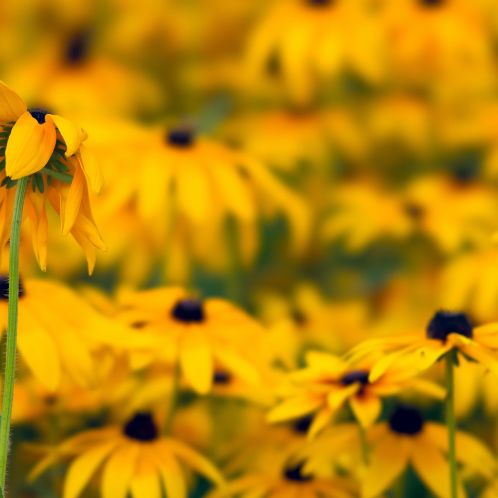 Желтые ромашки