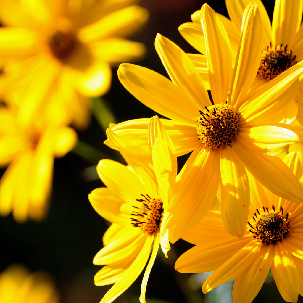 Желтые цветы