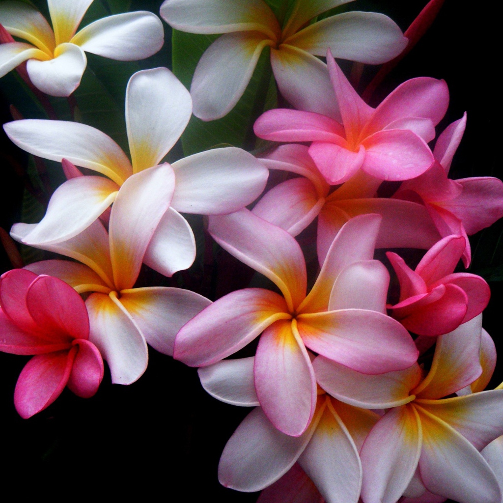 Букет цветов