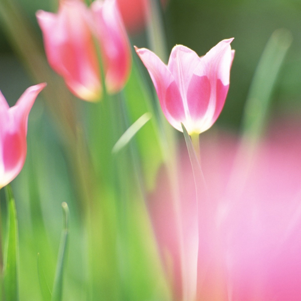 красивые тюльпаны