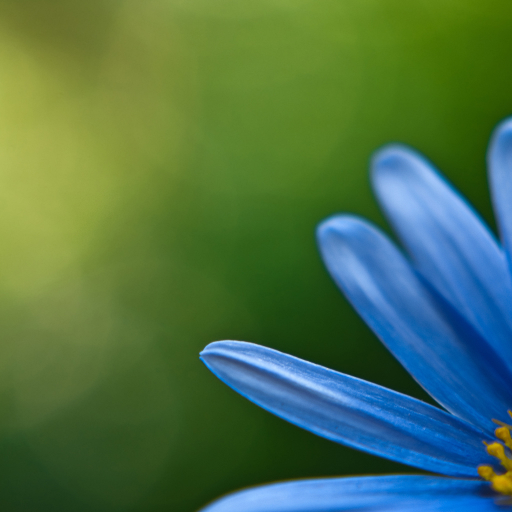Голубой цветок