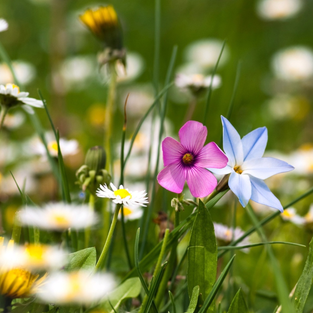 Цветы полевые