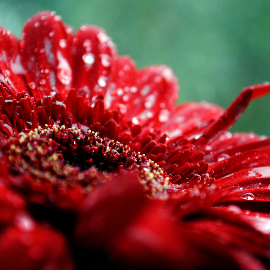 макро Гербера