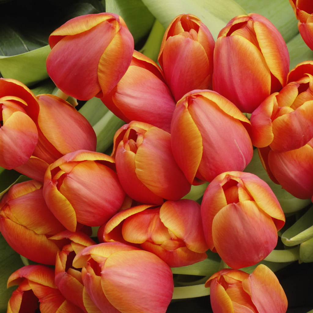 Красные тюльпаны