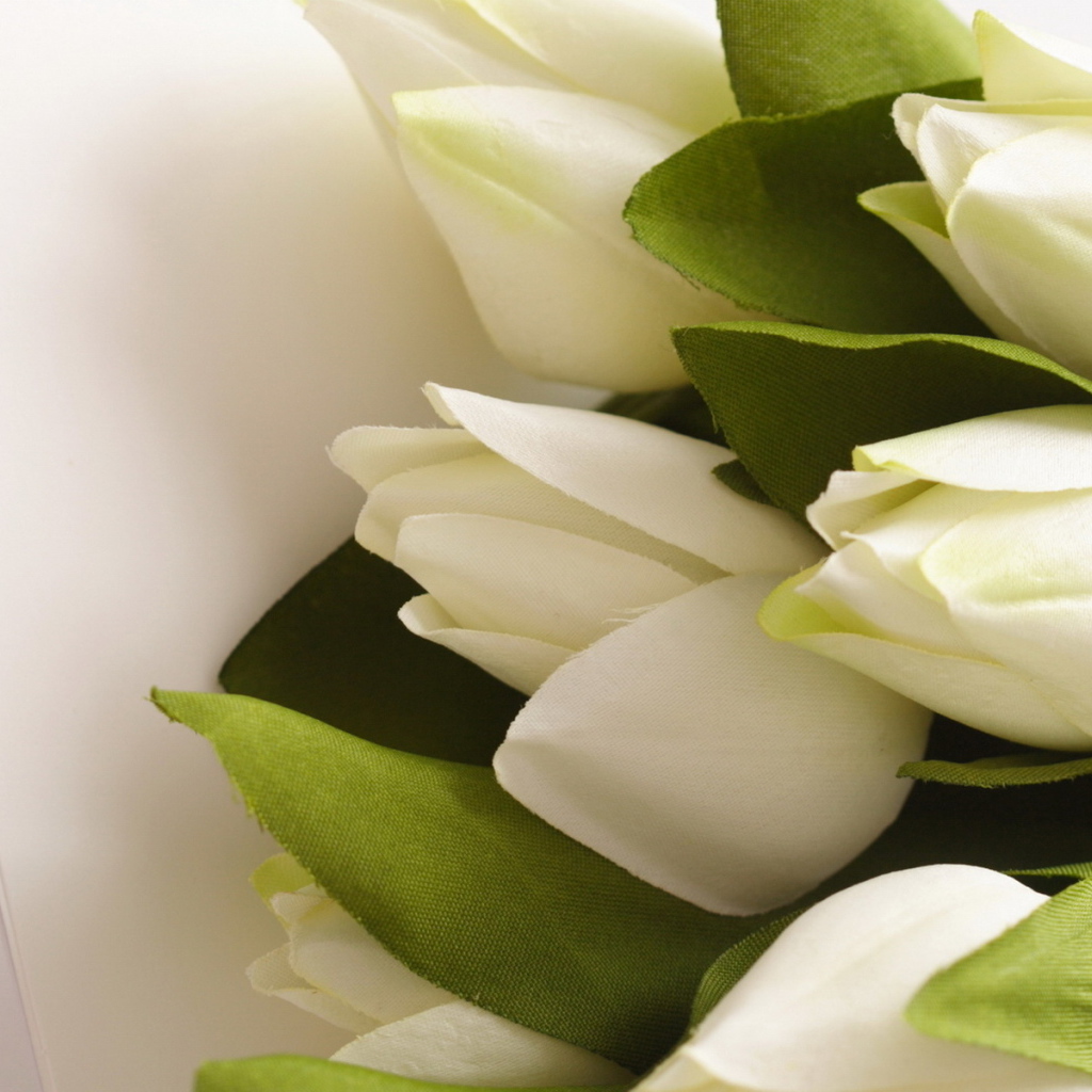 Белые тюльпаны