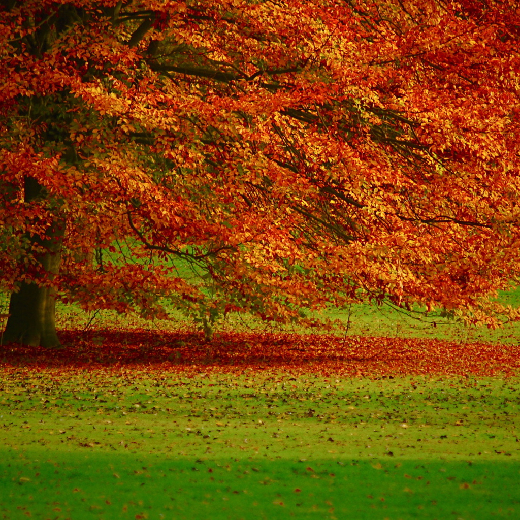 Осенняя листва