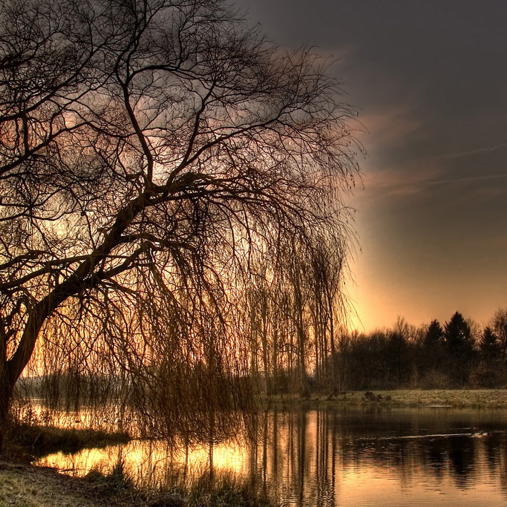 Осеннее дерево у реки