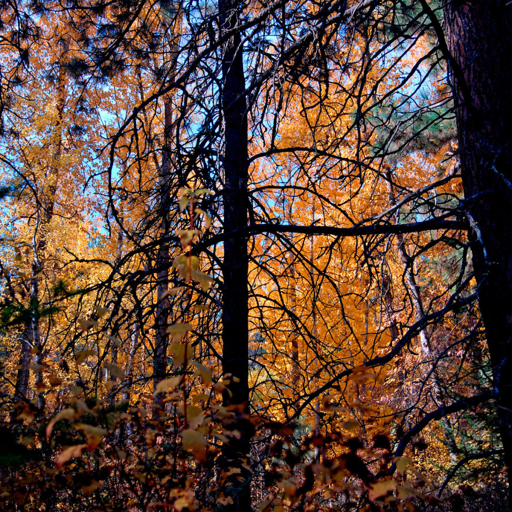 Осенние деревья