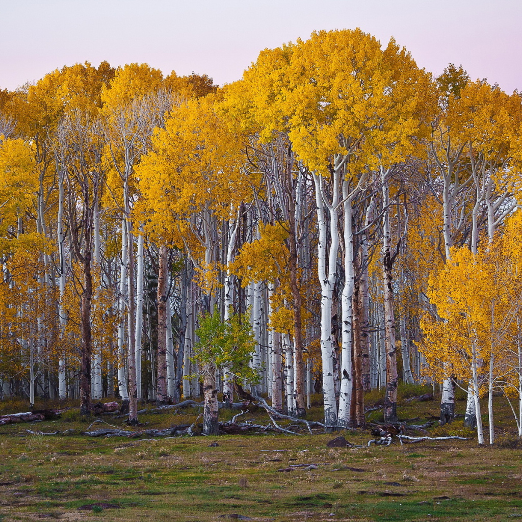 Березовый лес