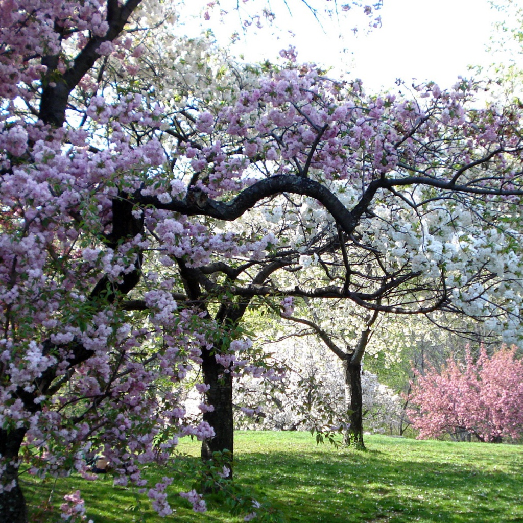 Цветущий сад