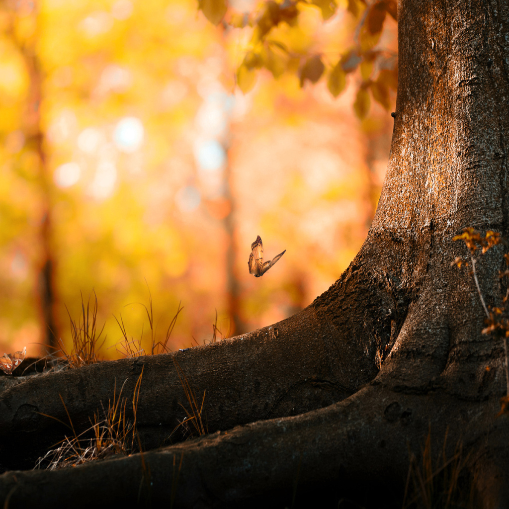 Бабочка около дерева