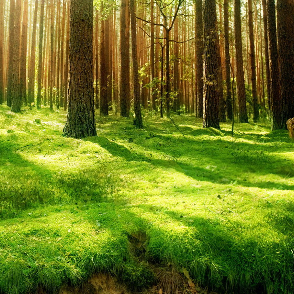 Хвойный лес