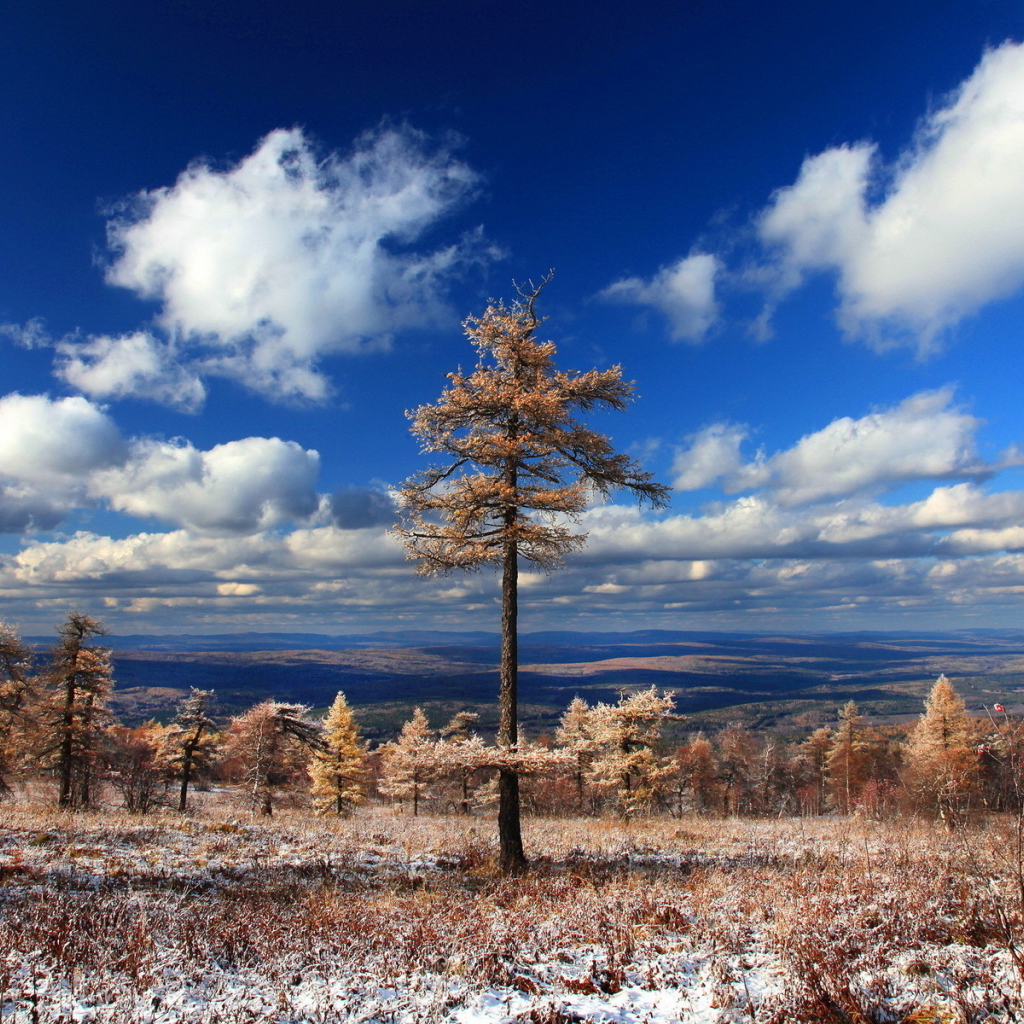 Хвойный лес