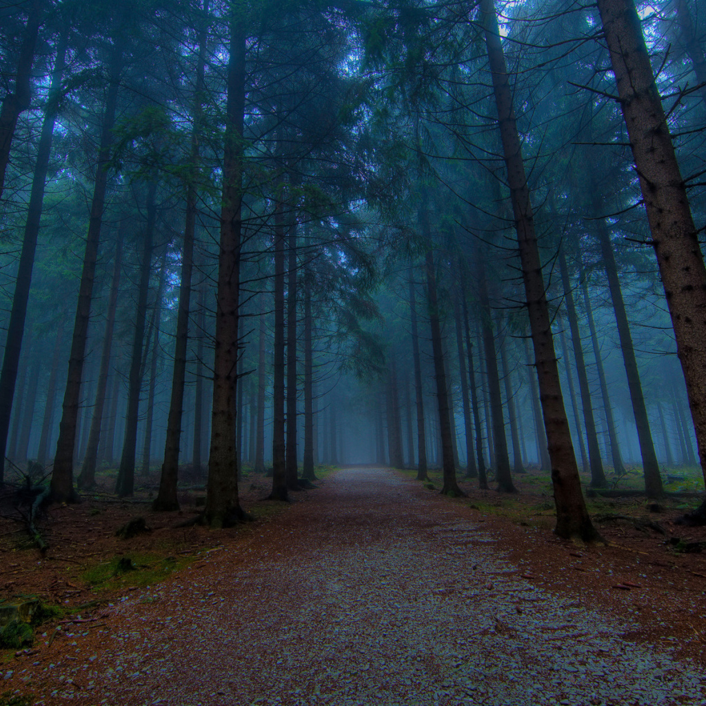 Хвойный лес