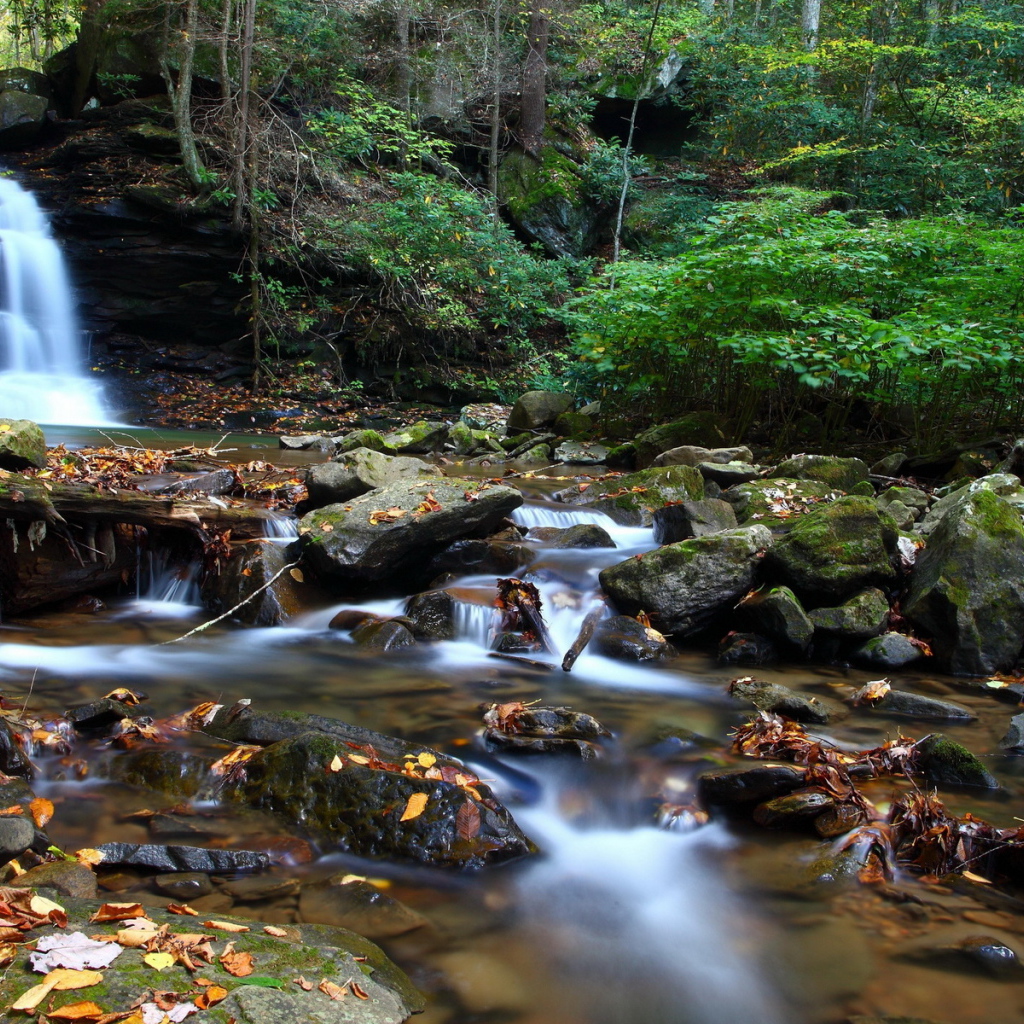 Ручей в чаще леса
