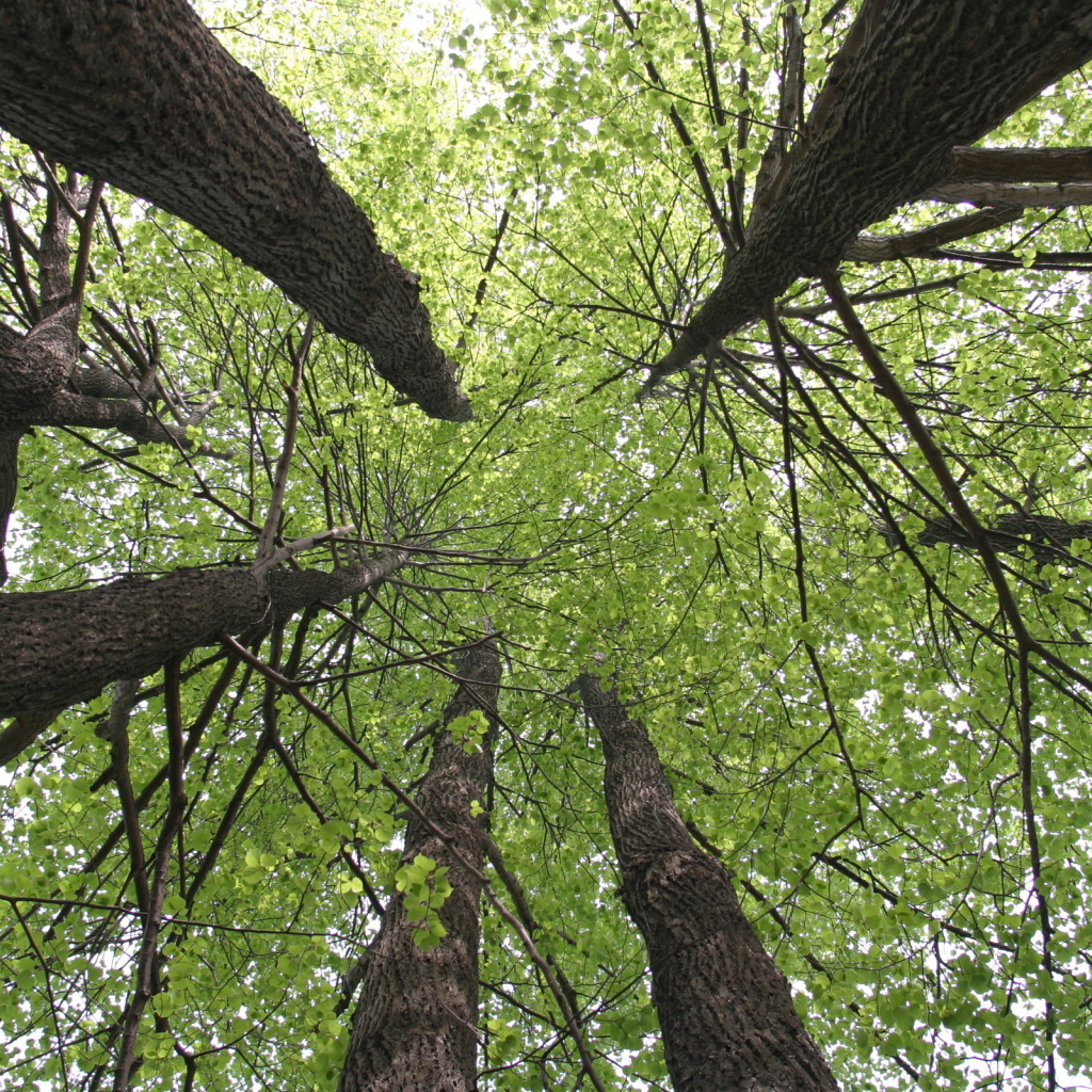 Кроны деревьев