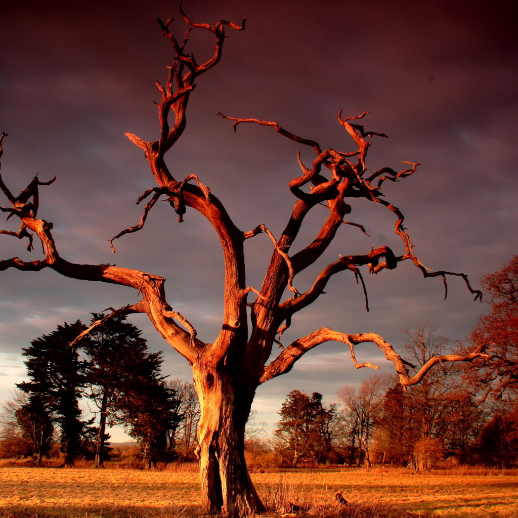 Сухое дерево