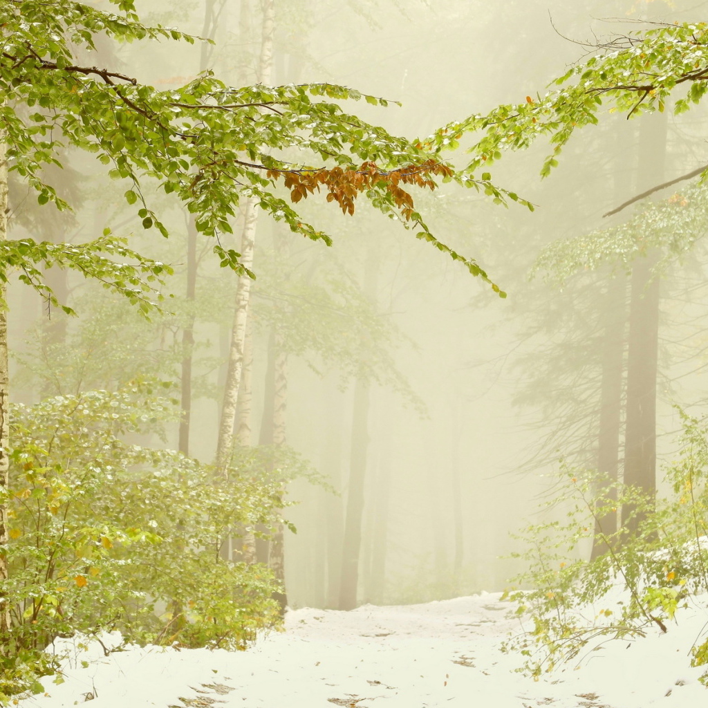 Ранний снег