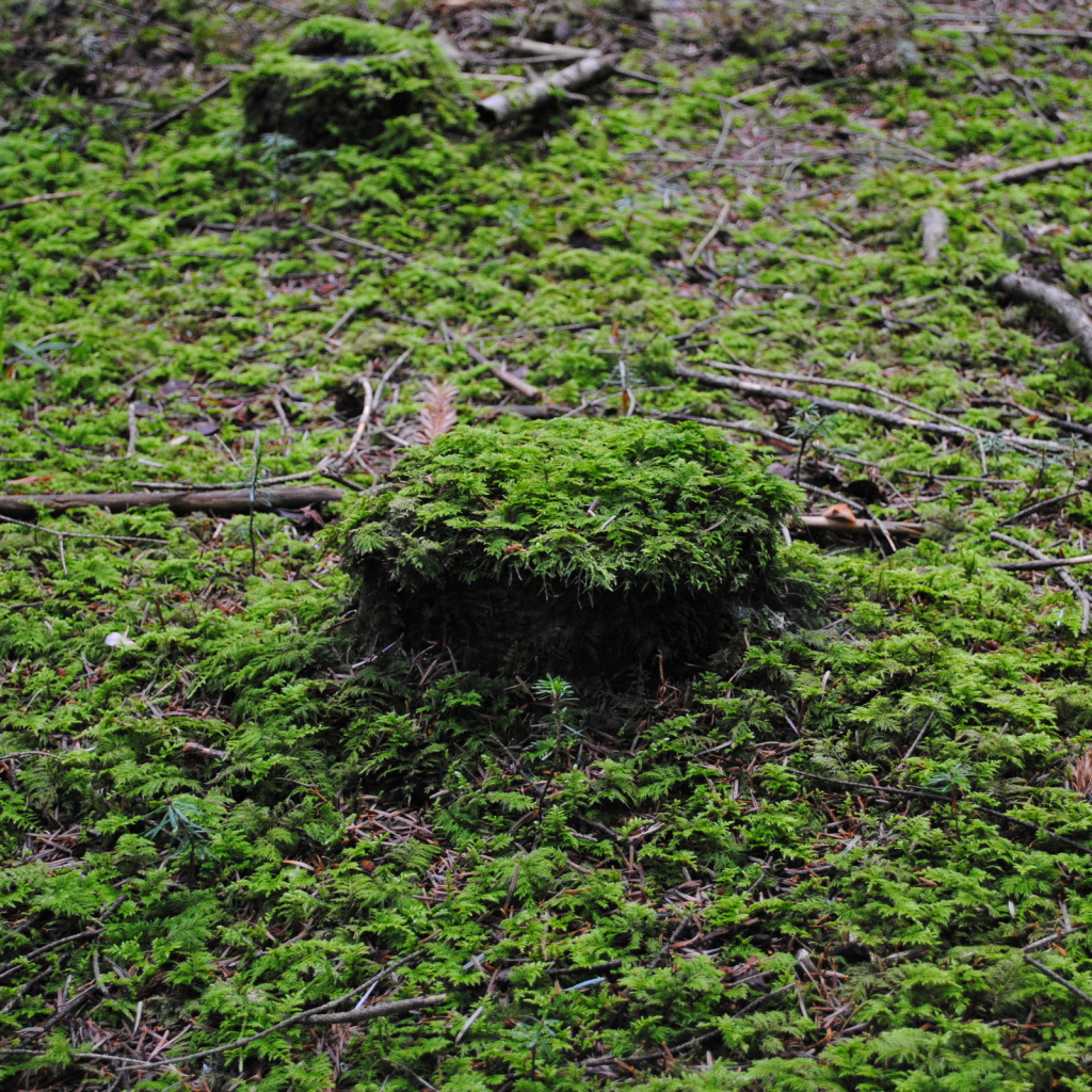 Лесной покров