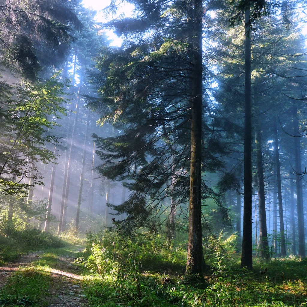 Лесная дорожка