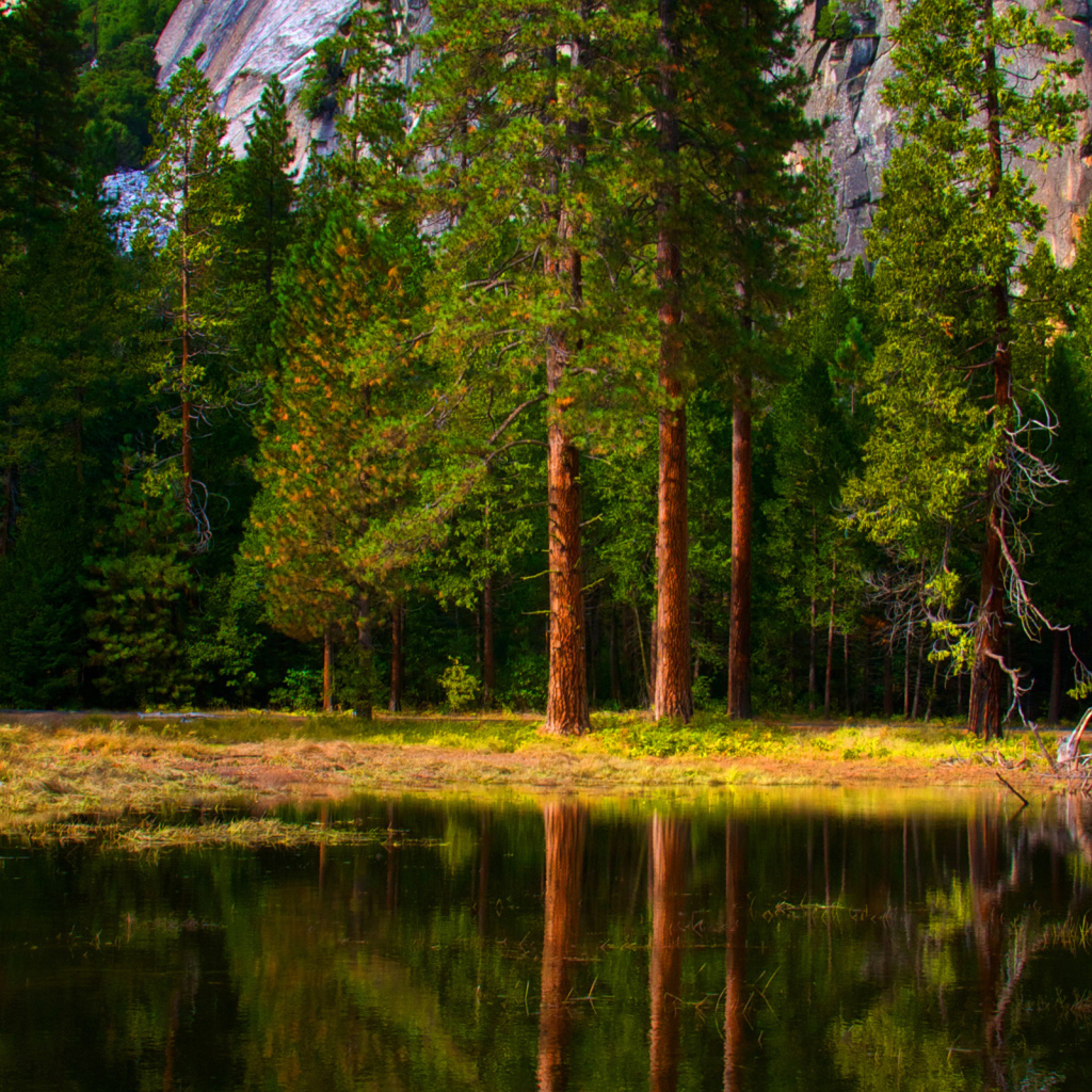 Зеленый лес