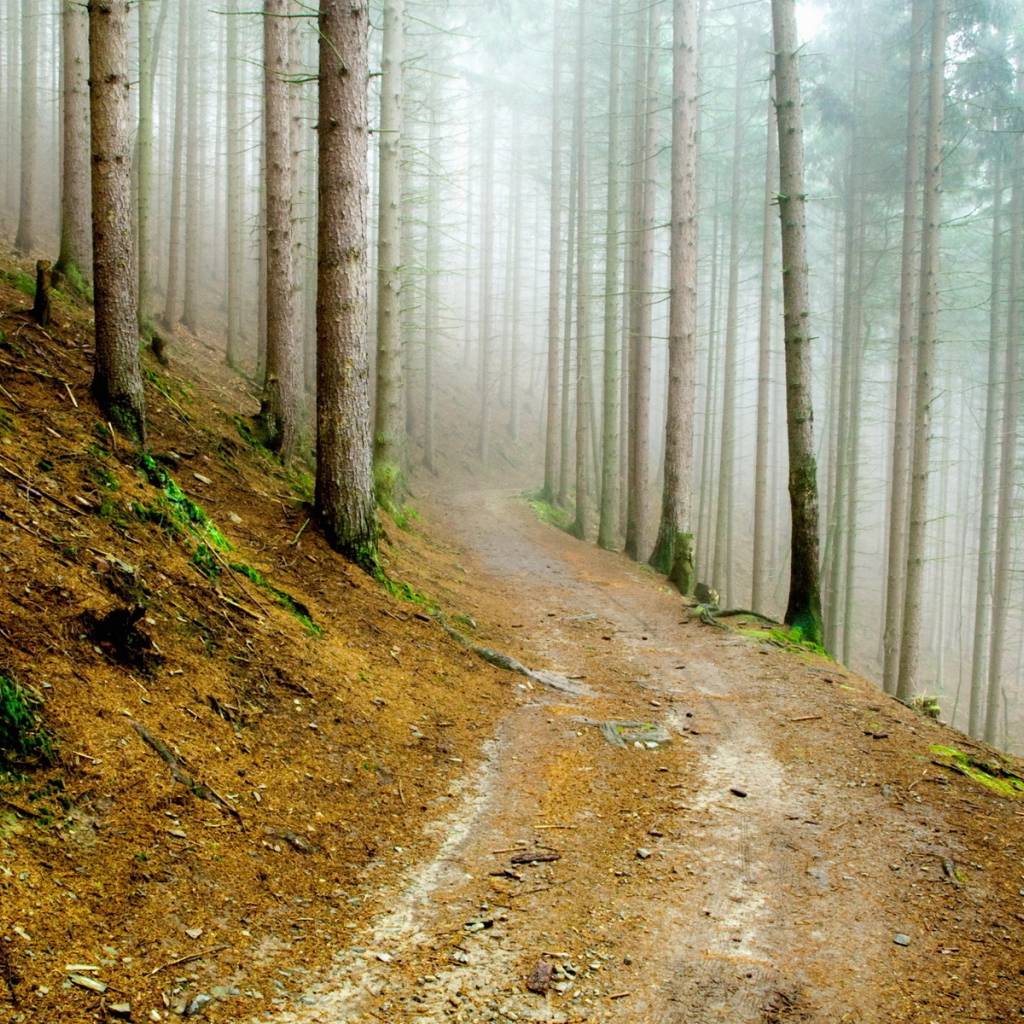 В сосновом лесу