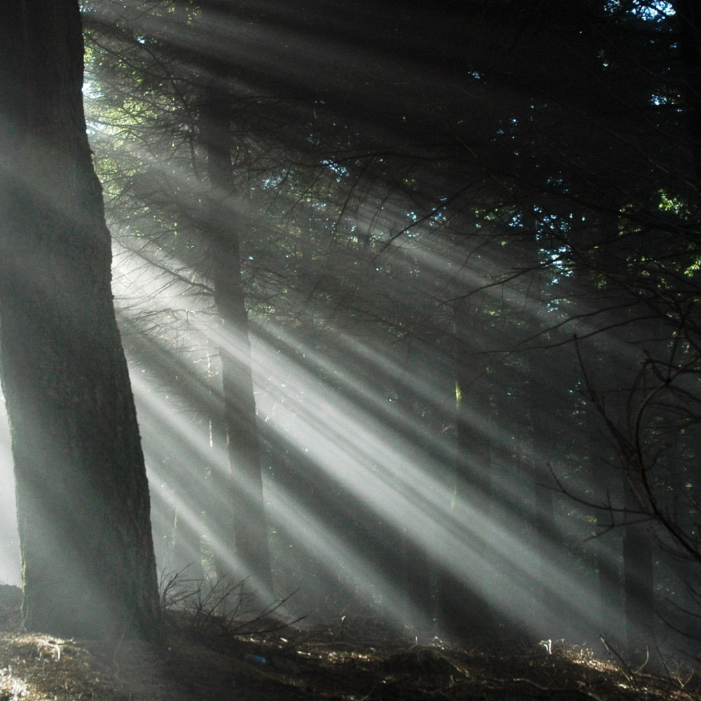 Свет через деревья