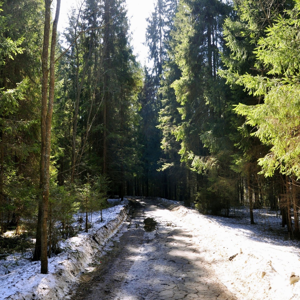 Мартовский лес