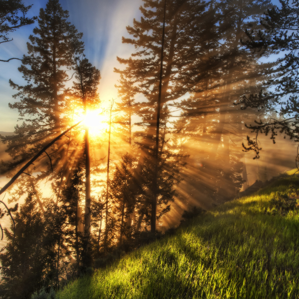 Утренний лес