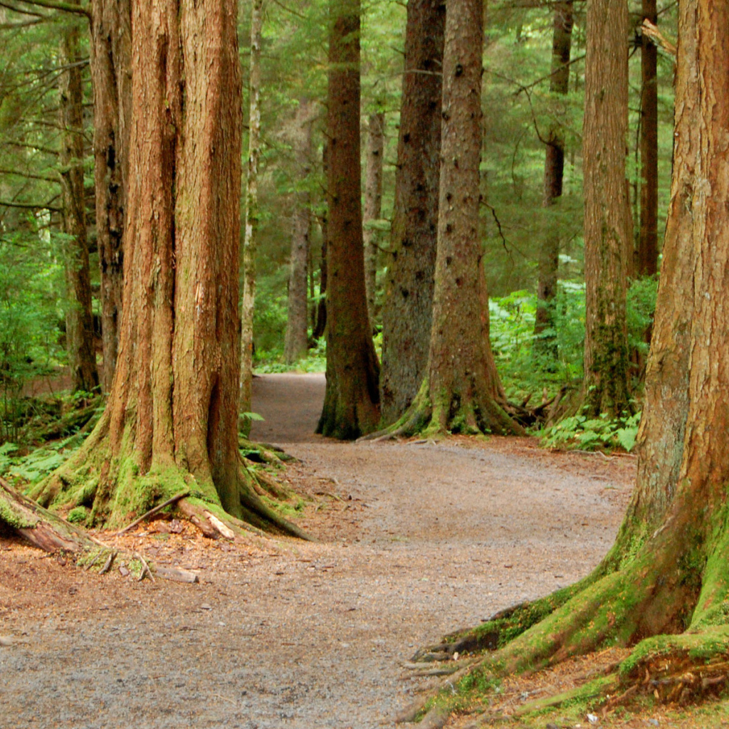 Национальный Лес