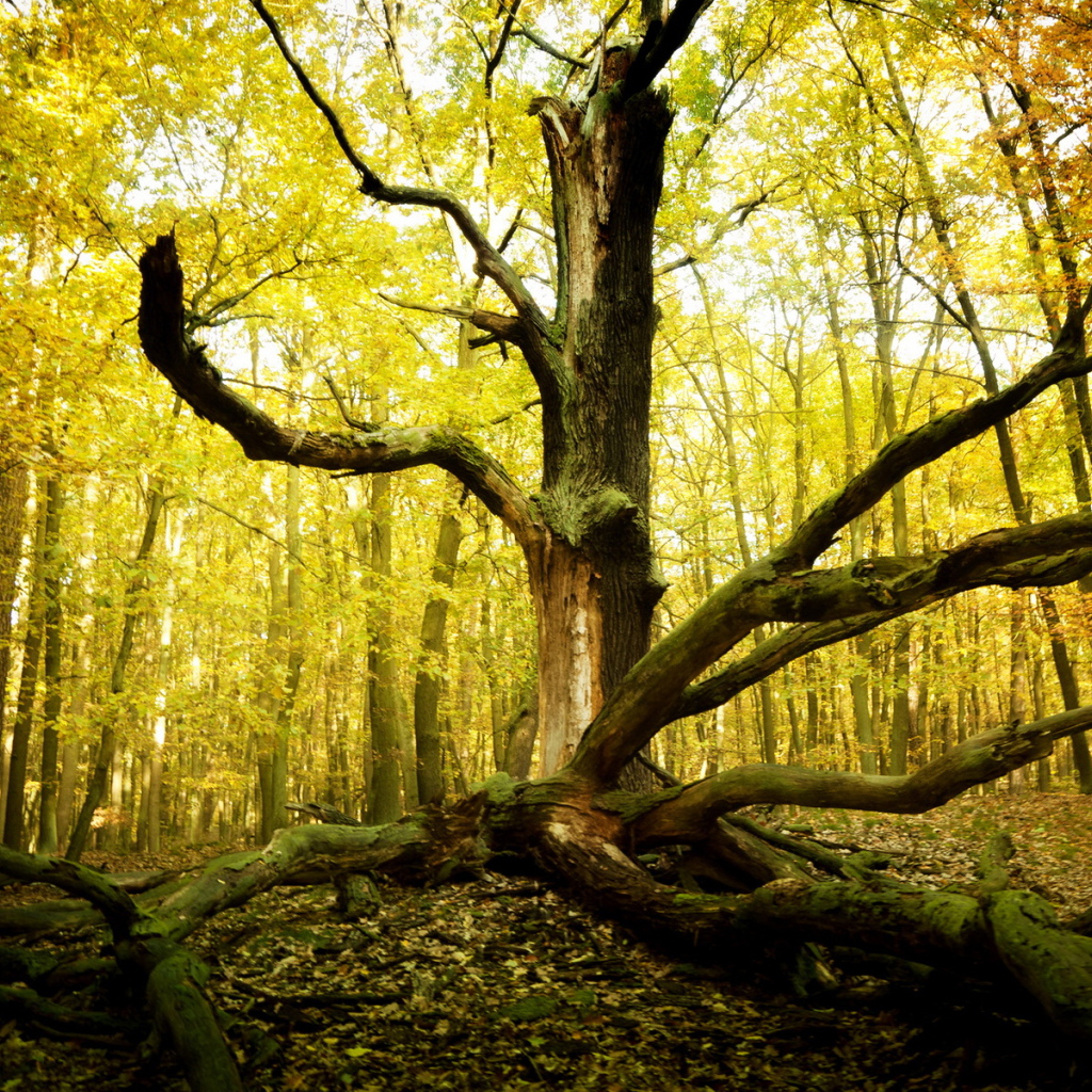 Старое дерево