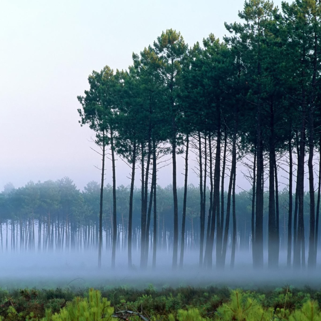 Сосны среди тумана