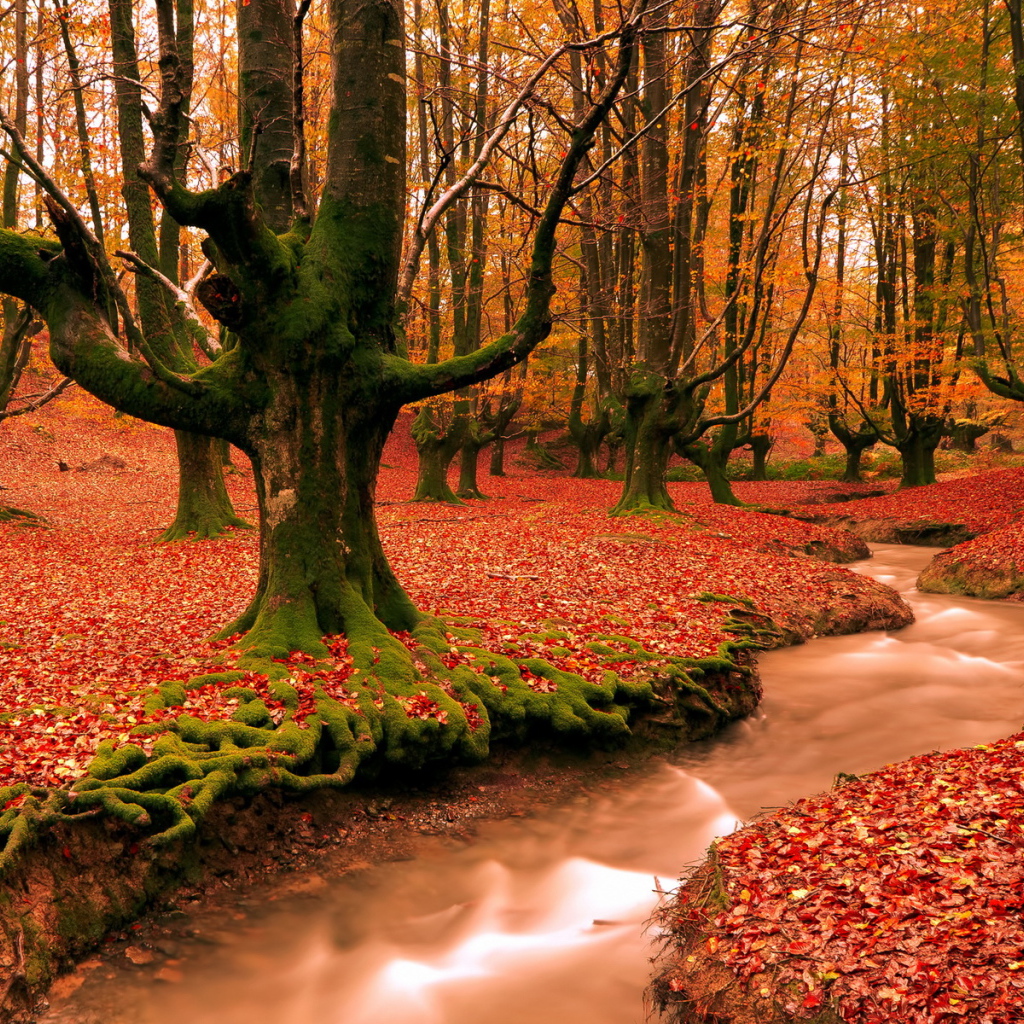 Красный лес