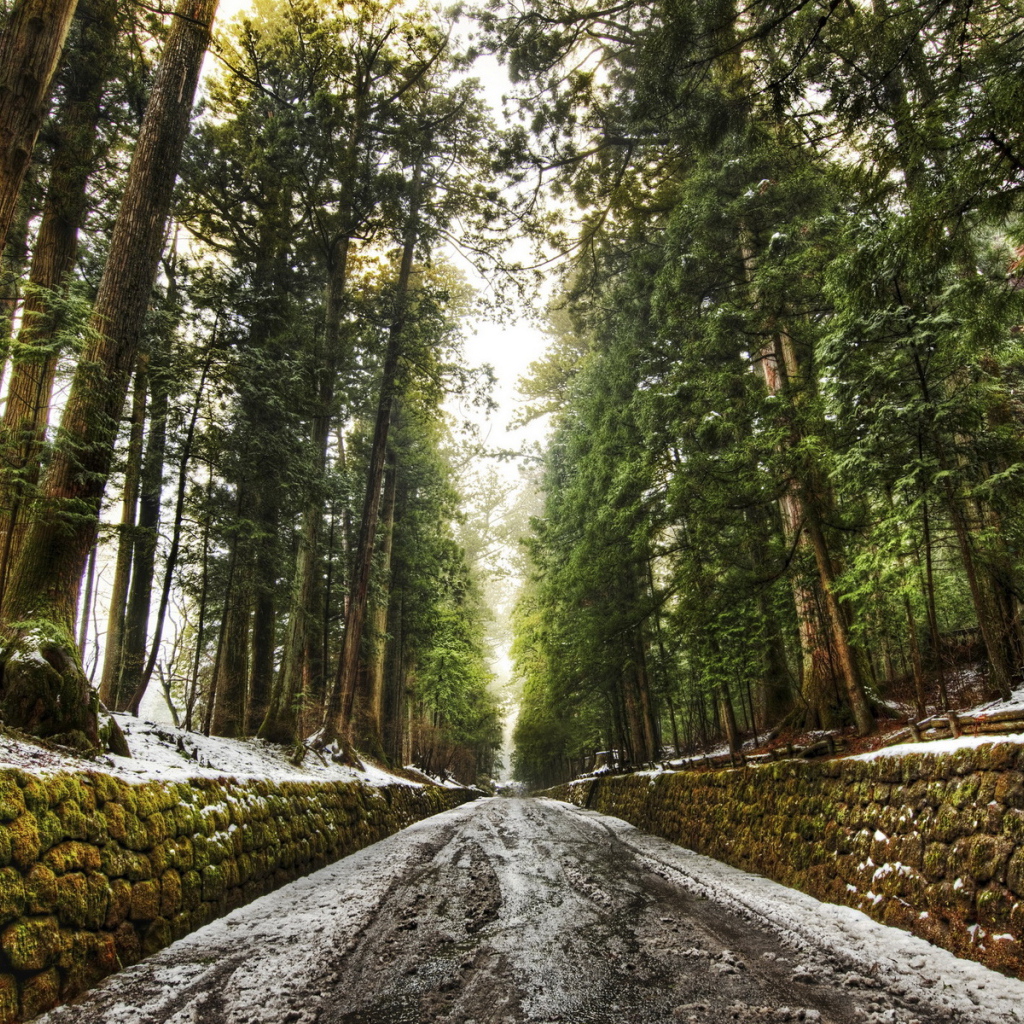 Дорога в лесу